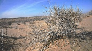 desert Karakum. Desert video, desert bush blown by dry wind. Turkmenistan