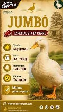 LAS 12 MEJORES RAZAS DE PATOS PARA PRODUCCIÓN DE HUEVOS Y CARNE