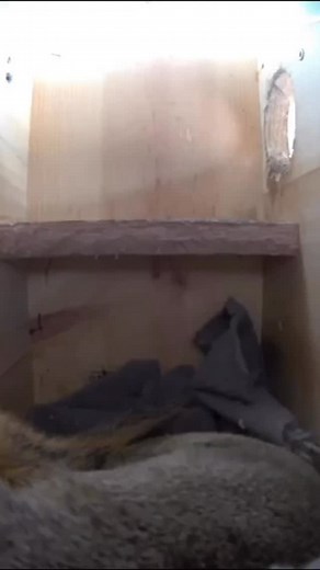 9.2K views · 12K reactions | Emma’s nap time was cut short today and she was not happy about it. She sat up in her box and let out a chorus of sharp squirrel squeaks to let everyone know her rest had been disturbed. Her little voice carried through the box, a clear reminder that even squirrels demand their quiet time. #squirrels #squirrel #squirrelbox #squirrellife #squirrelcamera #squirrellove #squirrelsafeheaven | Squirrel Boxes | Facebook