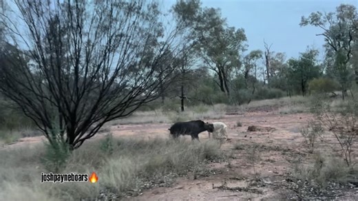 Josh Payne on Instagram: "This was an awesome hunt. From pig sign I had seen, I knew I had some pigs in a 1000 acre paddock somewhere. I just had to find them! I hit all my marks on a ridge, but it was all older sign. The couple dogs I had with me are handy and the interest they showed was telling me cold scent. They weren’t here now! I hit a pad coming off the ridge into the next ridge. I search there next hitting all my marks again, plenty of sign as close as 1-2 days old but still no pigs. No