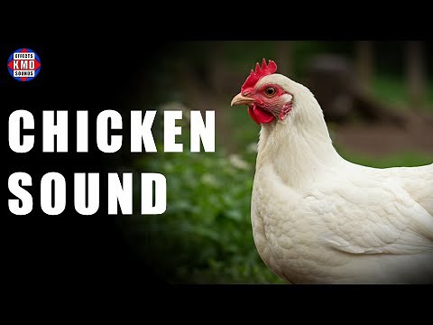 CHICKEN SOUND - ANIMAL SOUNDS - Sound Effects