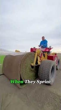 The Real Reason Soccer Fields Use Rolled Sod.\r#soccer #stadium #grass #knowledge