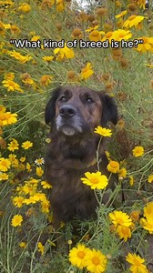 4.1K views · 22 reactions | #embarkvet results are in the air  /IG: @themixedgolden | Embark Vet | Facebook