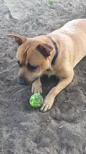 Doc Watson is the coolest dog you could meet. He’s at Citrus County Animal Services Inverness FL citruscritters.com | Adopt a Citrus County Animal Shelter Pet
