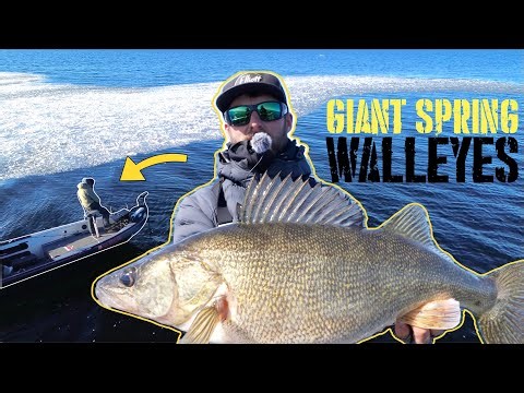 Fishing for GIANT Spring Walleyes in ICY Water!