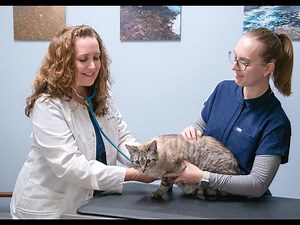 What to Expect at Your Pets Exam