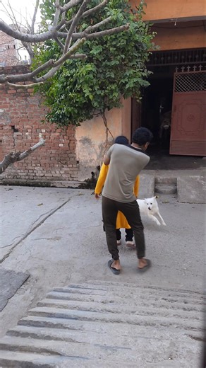 pomeranian dog ka shocking attack #shorts