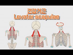 견갑거근/어깨올림근/Levator scapulae 완전 정복!
