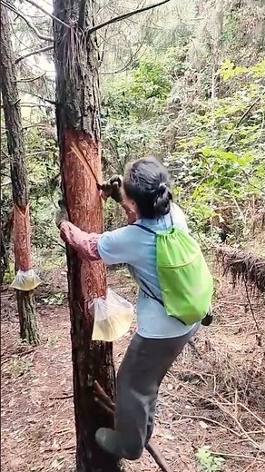 Collecting Pine Resin For Medicinal and Practical Uses #farmingtech ‪@HappyFarm85‬