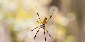 Spiders Can Fly Through the Air for Miles Using Electricity, Study Finds