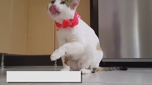 Why Do My Ragdoll Cat Limps: Reasons and Solutions