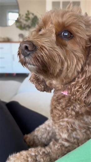 Betsy’s day out with Grooming Tails 🐾 | Grooming Tails