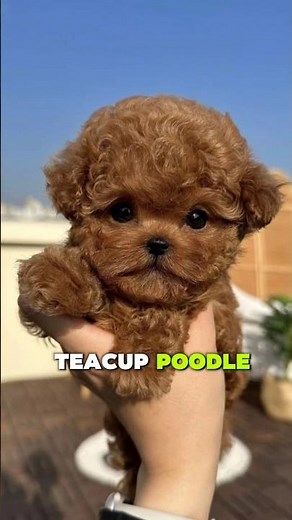 Top 5 Cutest Mini Puppies 🐶❤️ #1 Will Melt Your Heart! #shorts