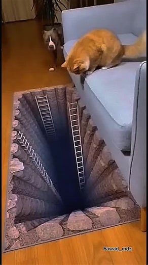 Hilarious Cat Pranks That Will Make You Laugh