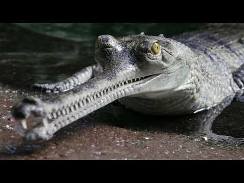 Gharial Conservation at the Bronx Zoo