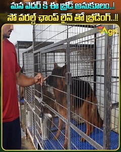 183K views · 1.2K reactions | German Shepherd Dog Rearing. The German...