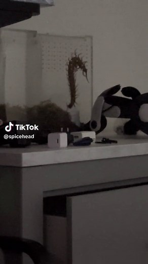 Giant Centipede Caught: Terrifying Insect Videos