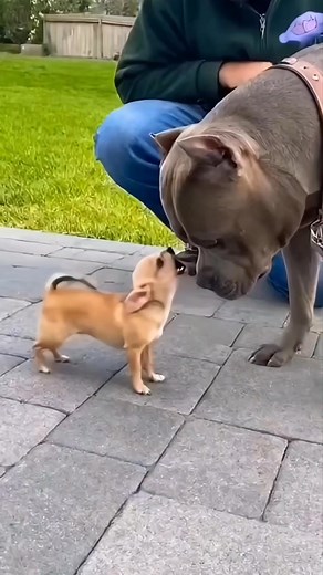 American Bully vs Chihuahua!💨😤🐶😂 #dog #funnydogs #funny #AI #bullydog #chihuahua 🚫 You do not have the right to take or repost my videos. It has permission from me, the owner. ⚠️ | Cuteness Central