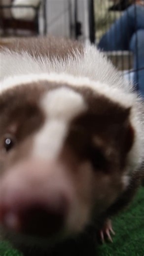 Fun with a Fennec Fox and Skunk