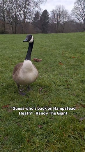 Canada Goose Diaries - North LDN🇬🇧 on Instagram: "Randy The Giant is back again and on a rampage in Kenwood😂. Taking the total to 22.. Randy arrived in Kenwood and managed to rack up constant W's - He chased Ziggy, Zorro, their 5 younger siblings, plus Sid, and Felix. He first landed on the same side as Tony and Clyde - Tony (territory owner) seemed unsure about confronting him, but likely will eventually. Clyde and his group were unbothered as they know Randy and Clove well - Ceelo wasn't bo
