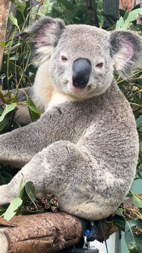 Koala Conservation Australia on Instagram: "Ever seen a koala sneeze? 🌿🐨 #koala #savekoalas #koalaconservationaustralia #guulabaaplaceofkoala"
