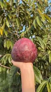 136K views · 2.7K reactions | Anonas  | Nueva Ecija Grafted fruit trees | Facebook