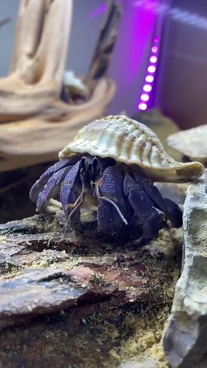 Hermit Crab Care: A Guide to Coenobita Lila