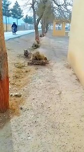 728K views · 10K reactions | ⚡Sow Commando Balochistan ⚡ ۔ . . . ....