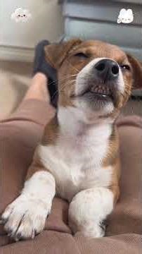 Dogs will talk back#dog #funnydog #funny #dogs #usa