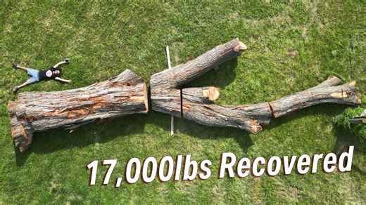 I salvaged a sentimental elm tree 🌳❤️