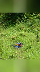 1.6K views · 39 reactions | So beautiful parrots | Nature's Palette | Facebook