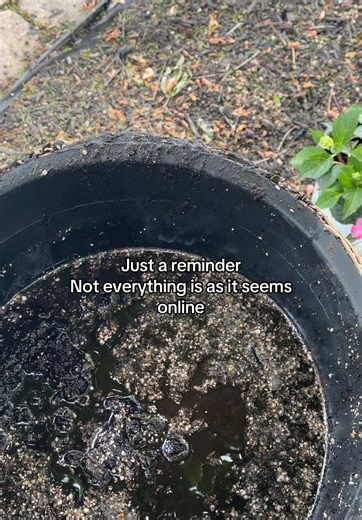 Thought I was protecting them by putting them closer to the house little did I know that’s where all the extra water goes when it rains… will they survive? Guess we’ll see ##trending##garden##joke