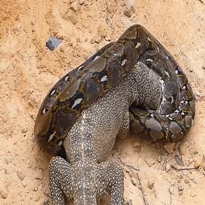 18K views · 275 reactions | Lions vs Big Python Snake Real F.ight | Brzeska18 | Facebook