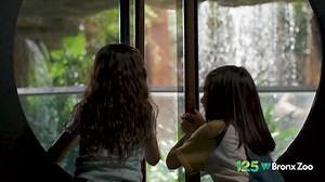 368 reactions · 17 shares | Celebrate 125 years of the Bronx Zoo with amazing animals from around the world. At our JungleWorld exhibit, immerse yourself in the biodiversity of the Asian jungle. Encounter exotic tapirs, silver-leafed langurs, Indian gharials, and more without leaving the city. | Bronx Zoo | Facebook