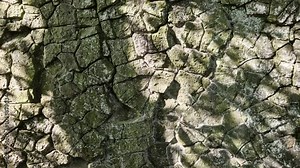 Tephrite is an igneous, volcanic rock, with aphanitic to porphyritic texture. Mineral content is usually abundant feldspathoids, plagioclase, and lesser alkali feldspar.