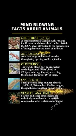 Mind-blowing facts about animals you probably didn't know! 🤯 Which one surprises you the most? #AnimalFacts #MindBlown #FunFacts #DidYouKnow #Nature #Wildlife #MikeTheChicken #OldestDog #StarfishFacts #SnailTeeth #Ants #Bluey | Gracia Robles