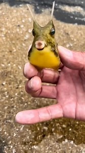 21K views · 86 reactions | The longhorn cowfish, also called the horned boxfish, is a species of marine ray-finned fish belonging to the family Ostraciidae, the boxfish. This species is recognizable by its long horns that protrude from the front of its head, rather like those of a cow or bull. #MarineLife #aquariumhobby #aquarium #fishing | Hendrix backyard TV | Facebook