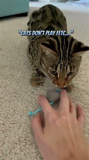 Have you ever played fetch with a fish?