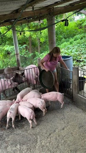 Baby Pig First Time Outside 🌿 #Piglets #CuteAnimals #Viral