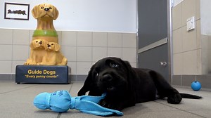 How puppies are trained to become guide dogs