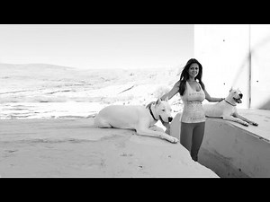 DOGO ARGENTINO DOGS THE ULTIMATE HUNTING AND HOUSE DOG