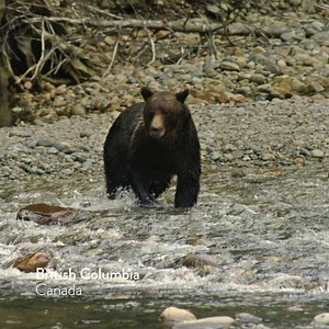There's nothing quite like viewing a grizzly in its natural habitat. | Super, Natural British Columbia