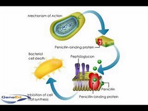 Penicllin mechanism of action