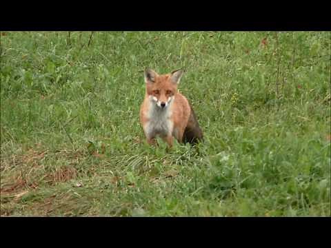 Fuchs anlocken auf 3m