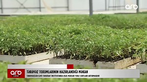 ✅ Azərbaycanda tərəvəz toxumçuluğu… ✅ Yeni tərəvəz sortlarının yaradılması prosesi necə gedir? ✅ ARB kanalının Tərəvəzçilik Elmi Tədqiqat İnstitutundan hazırladığı reportajı izləyin… | Azərbaycan Respublikasının Kənd Təsərrüfatı Nazirliyi
