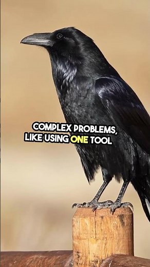 Crows Use Tools? You Won't Believe How!