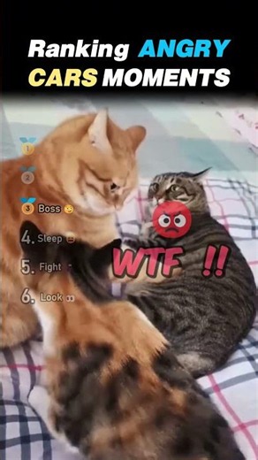 Ranking ANGRY CAT Core Moments!! 😾🔥