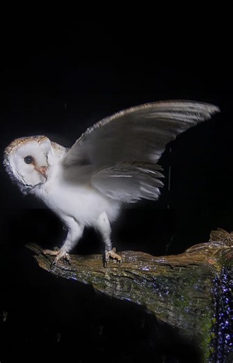 52K views · 2.9K reactions | Barn owl Dryer enjoying a shower - he's even giving his beak a clean 識 You can watch Dryer 247 on my live cameras 黎 https://www.youtube.com/playlist?list=PLx09JDaWUEFM-u8Q8V11cI1Ghk_-byaPM #barnowl #owl #live #birdcam #live #wildlifewebcam #livefromfotherdale | Robert E Fuller | Facebook