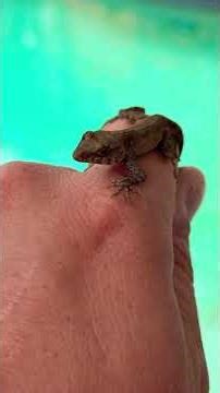 Invasion of the Brown anole in Florida #world #lizards #florida #education #educational #wildlife