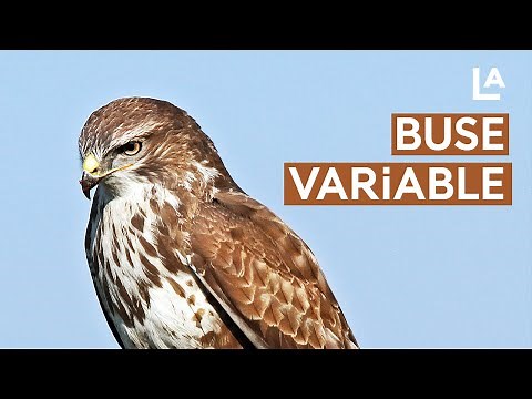 La buse variable